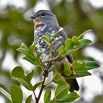 Buff-throated Purpletuft