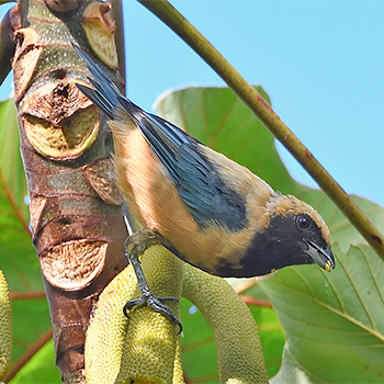 Burnished-buff Tanager