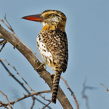 Spot-backed (Chaco) Puffbird