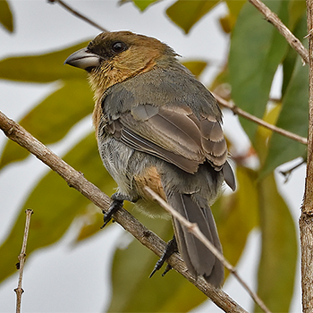 Cinnamon Tanager