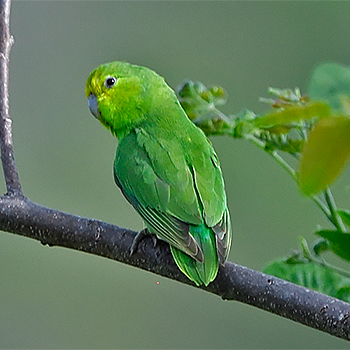 Cobalt-rumped Parrotlet