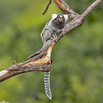 Common Marmoset