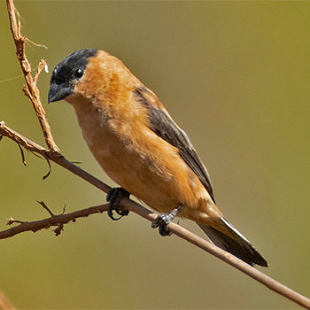 Copper Seedeater