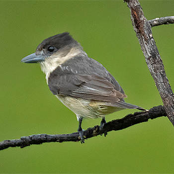 Crested Becard