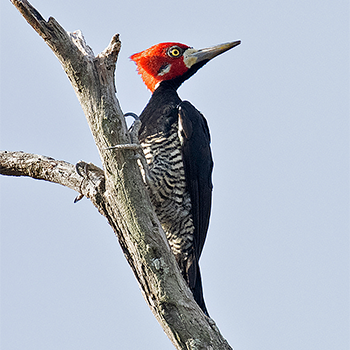 Crimson-crested Woodpecker