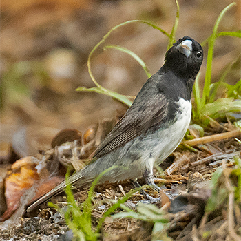 Dubois's Seedeater