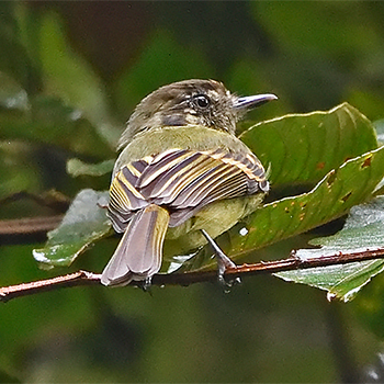 Eared Pygmy-tyrant