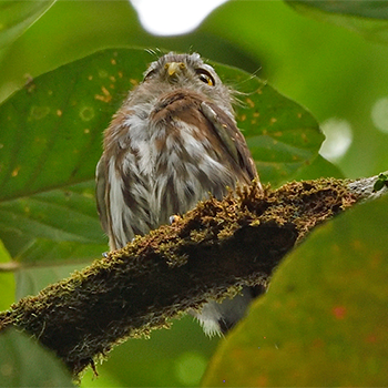 Least (East Brazilian) Pymgy Owl
