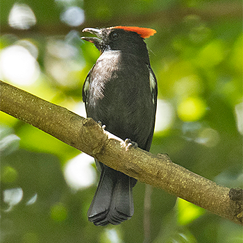 Flame-crested Tanager