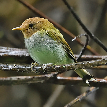 Fork-tailed Pygmy-tyrant