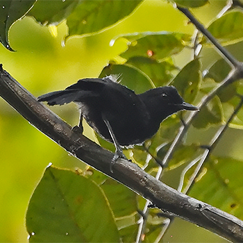 Fringe-backed Fire-eye