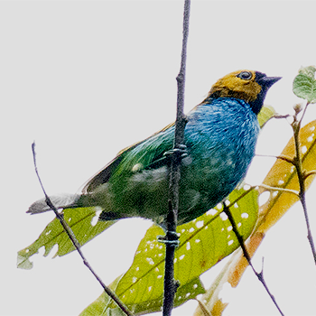 Gilt-edged Tanager