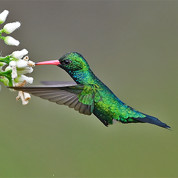 Glittering-bellied Emerald