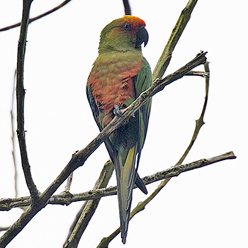 Golden-capped Parakeet