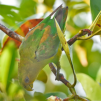 Golden-tailed Parrotlet