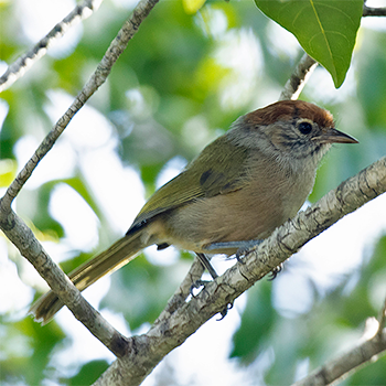 Grey-eyed Greenlet