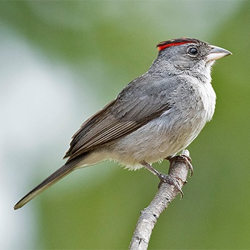 Grey Pileated Finch