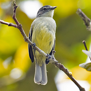 Guianan Tyrannulet