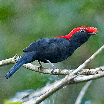 Helmeted Manakin