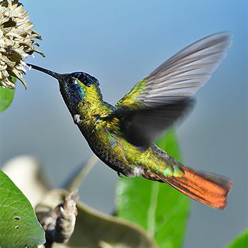 Hooded Visorbearer