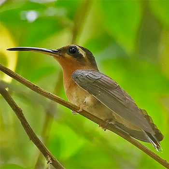 Hook-billed Hermit