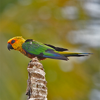Jandaya Parakeet