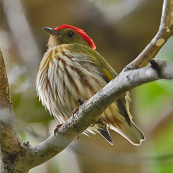 Kinglet Manakin