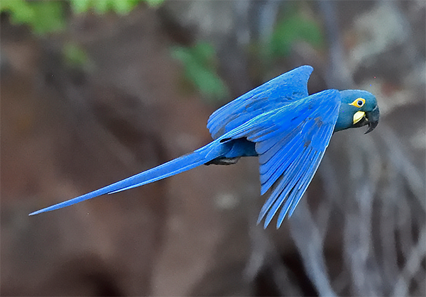 Indigo (Lear's) Macaw