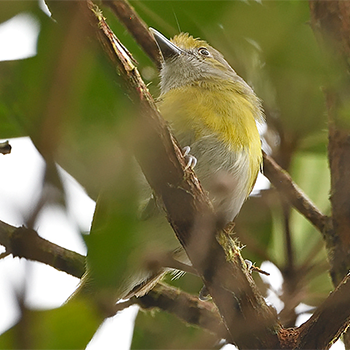 Lemon-chested Greenlet