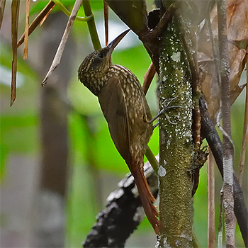 Lesser Woodcreeper