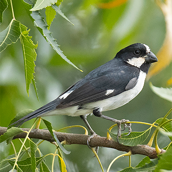 Lined Seedeater