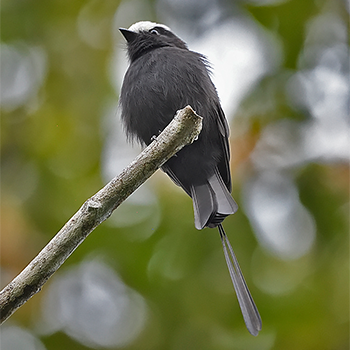 Long-tailed Tyrant