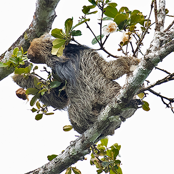 Maned Sloth