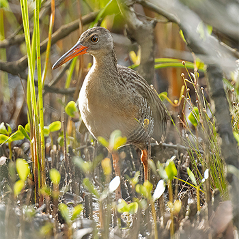 Mangrove Rail