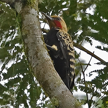 Ochre-backed Woodpecker