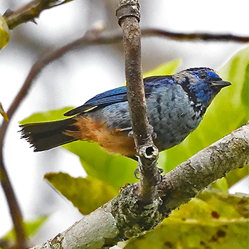 Opal-rumped (Silver-breasted) Tanager