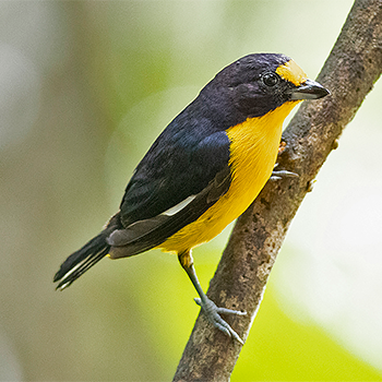 Orange-bellied Euphonia