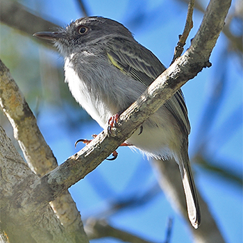 Pearly-vented Tody-tyrant