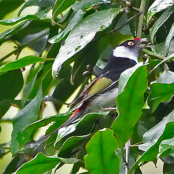 Pin-tailed Manakin