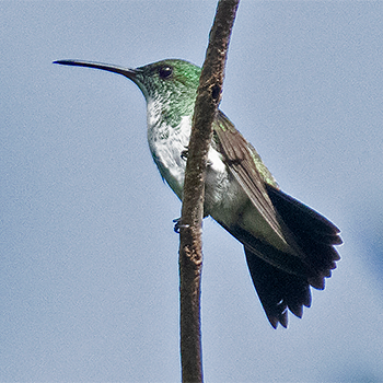 Plain-bellied Emerald