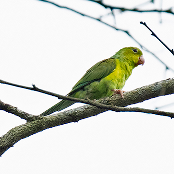 Plain Parakeet
