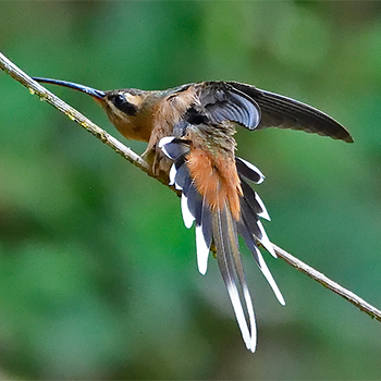 Planalto Hermit