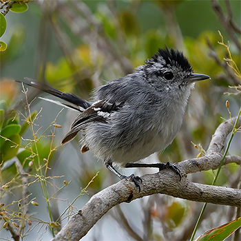 Planalto Slaty Antshrike