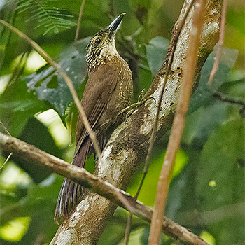 Planalto Woodcreeper