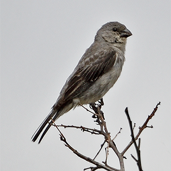 Plumbeous Seedeater