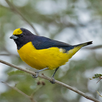 Purple-throated Euphonia