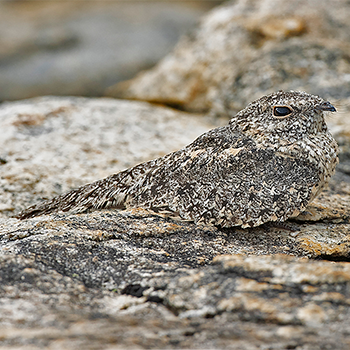 Pygmy Nightjar