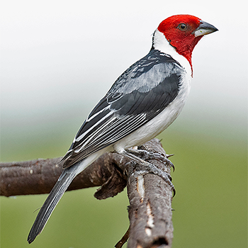 Red-cowled Cardinal