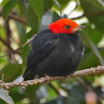 Red-headed Manakin
