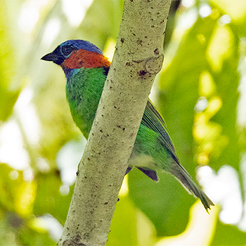 Red-necked Tanager